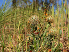 Centaurea polyacantha