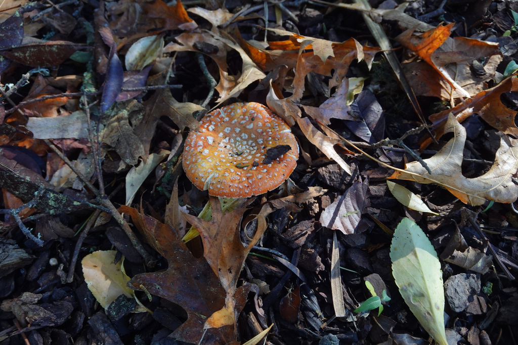 Amanita muscaria · April 2026 · photo: © jon_sullivan (iNaturalist, cc-by)