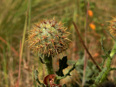 Centaurea polyacantha