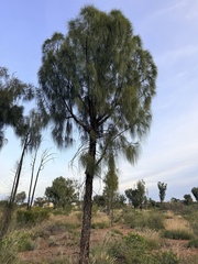 Allocasuarina decaisneana, photograph (c) James H, some rights reserved (CC BY)