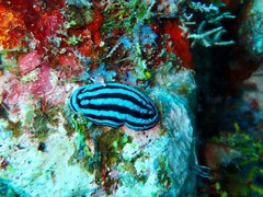 Phyllidiella