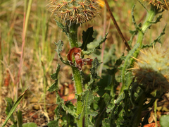 Centaurea polyacantha
