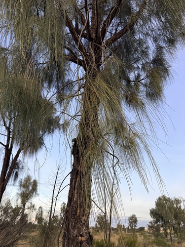 Allocasuarina decaisneana, photograph 4