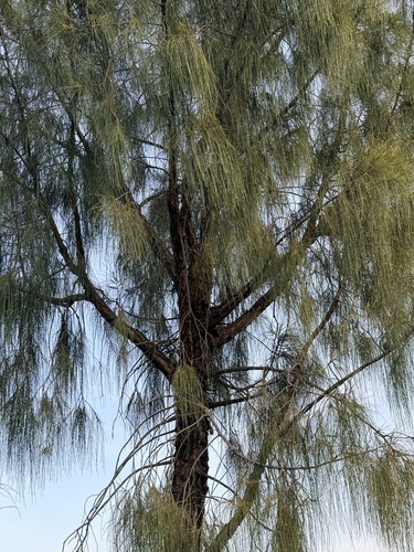 Allocasuarina decaisneana, photograph 5