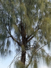 Allocasuarina decaisneana, photograph (c) James H, some rights reserved (CC BY)