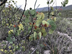 Senegalia crassifolia
