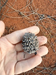 Allocasuarina decaisneana, photograph (c) James H, some rights reserved (CC BY)