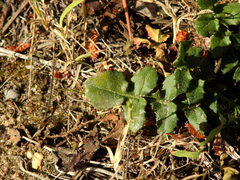 Centaurea polyacantha