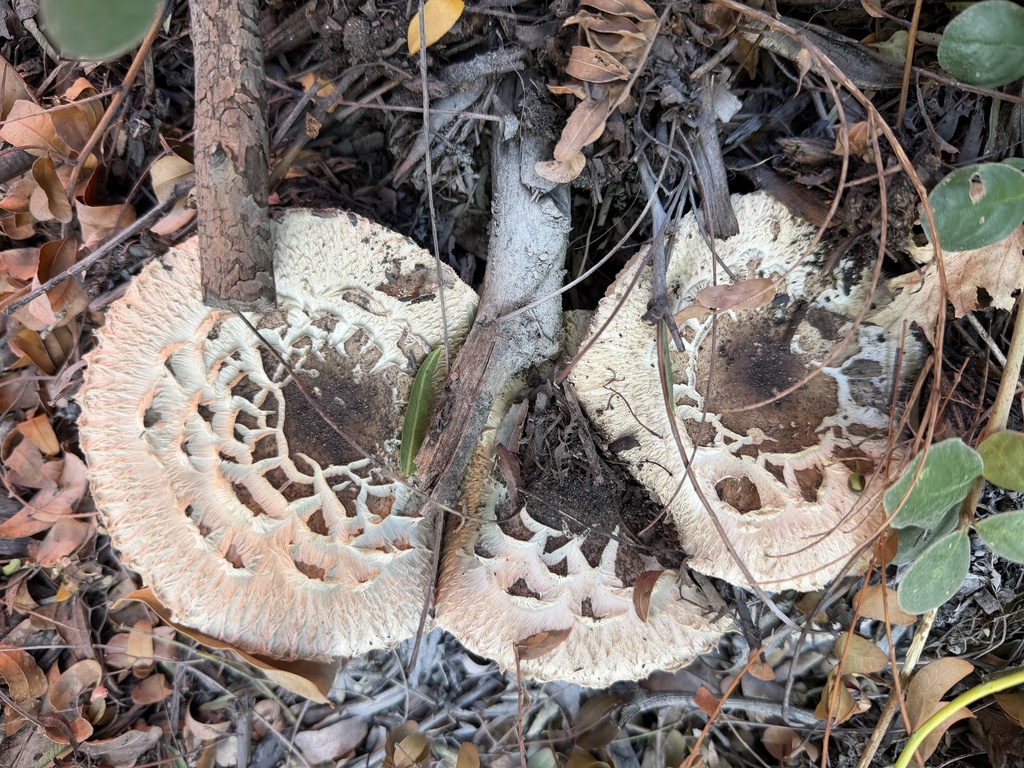 Chlorophyllum brunneum · April 2026 · photo: © emmacutting (iNaturalist, cc-by)