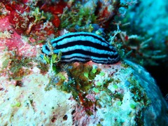 Phyllidiella