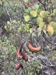 Senegalia crassifolia