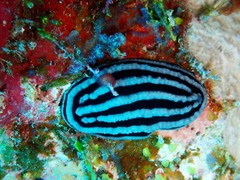 Phyllidiella