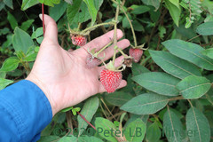 Rubus nubigenus