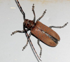 Celosterna scabrator