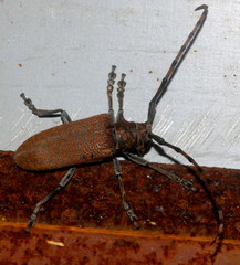Celosterna scabrator