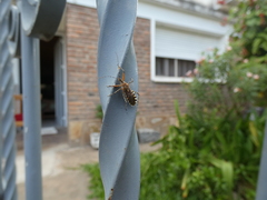 Cosmoclopius nigroannulatus