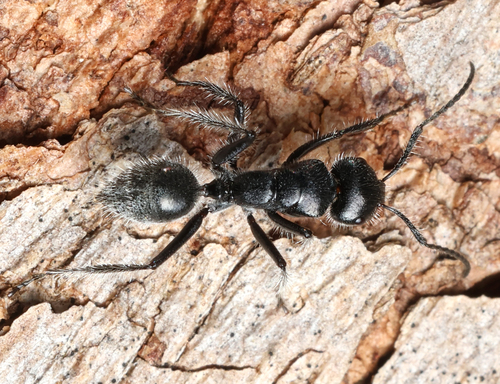 Calomyrmex albopilosus