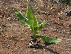 Ensete superbum