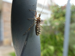 Cosmoclopius nigroannulatus