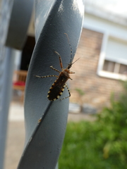 Cosmoclopius nigroannulatus