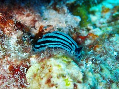 Phyllidiella