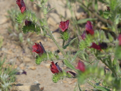 Echium creticum, photograph (c) DDutrey, some rights reserved (CC BY)