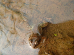 Anura