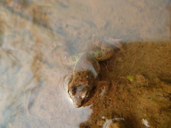 Anura