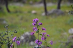 Hesperis laciniata