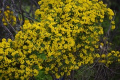 Coronilla valentina glauca