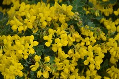 Coronilla valentina glauca