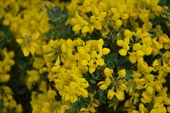 Coronilla valentina glauca