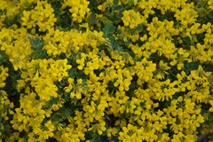 Coronilla valentina glauca