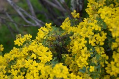 Coronilla valentina glauca