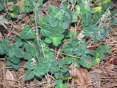 Scutellaria