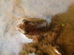 Anura