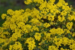 Coronilla valentina glauca
