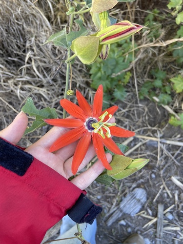 Passiflora manicata, photograph 3
