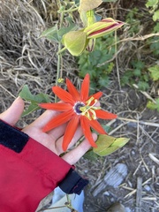 Passiflora manicata, photograph (c) Rafaella Cevallos Larrea, some rights reserved (CC BY)