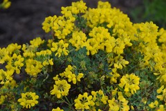 Coronilla valentina glauca