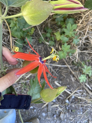 Passiflora manicata, photograph 4
