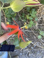 Passiflora manicata, photograph (c) Rafaella Cevallos Larrea, some rights reserved (CC BY)