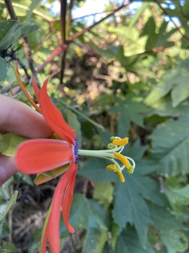 Passiflora manicata, photograph 5