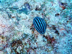 Phyllidiella