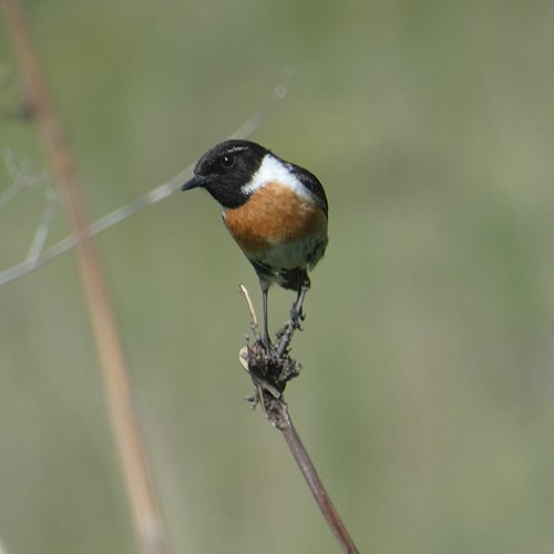 Avistamiento Saxicola rubicola