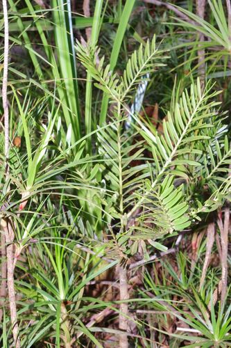 Retrophyllum minus observed 2025-12-04