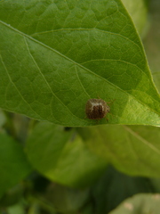 Plataspidae
