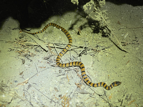 Luding Kukri Snake