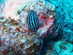 Phyllidiella