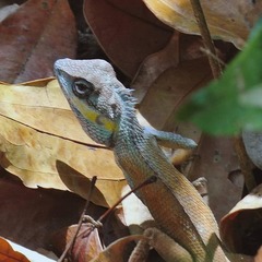 Calotes bachae